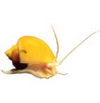 Picture of Snail